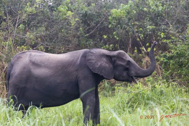 058 LOANGO 2 Akaka Riviere Rembo Ngove Nord Berge et Mammalia Proboscidea Elephant Loxodonta africana cyclotis 15E5K3IMG_106895wtmk.jpg